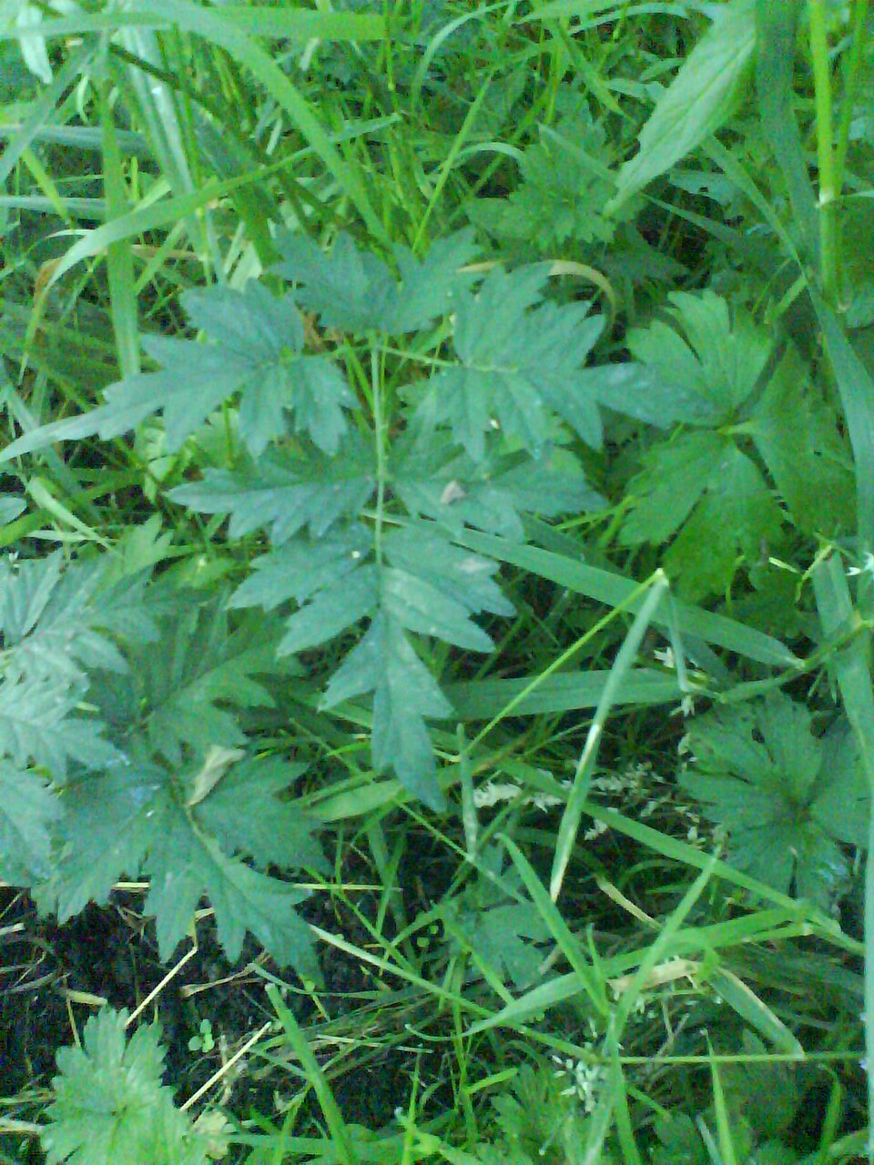 Rubus laciniatus (evergreen blackberry) (alternate view 8)