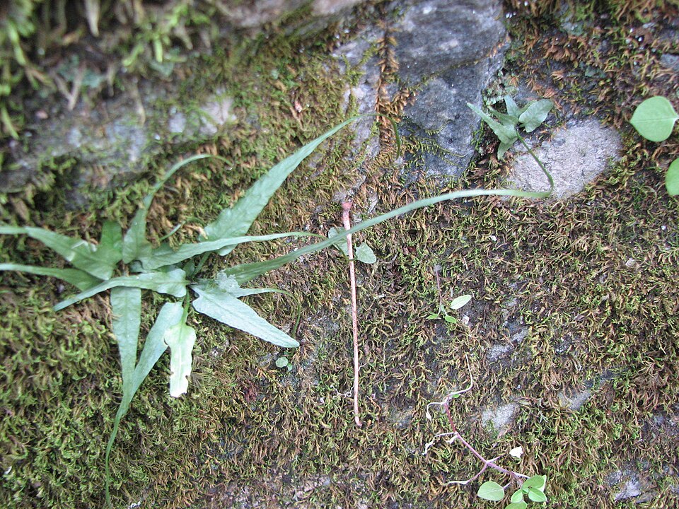 Asplenium rhizophyllum (walking fern) (alternate view 7)