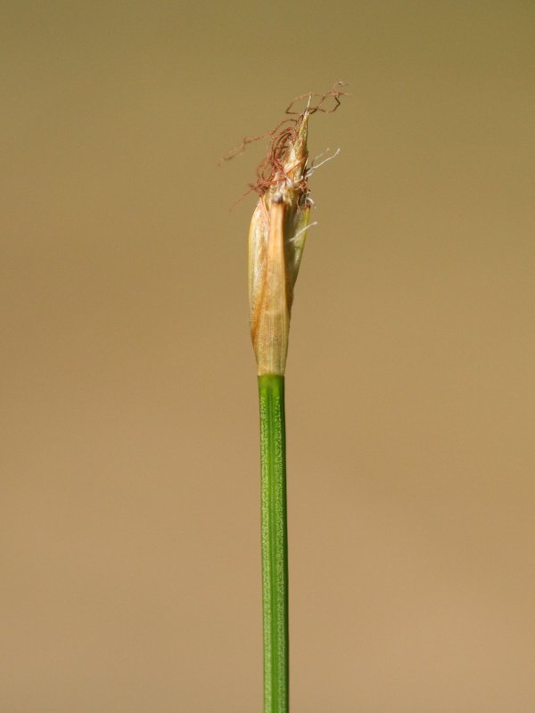 Trichophorum cespitosum (Tufted Bulrush)
