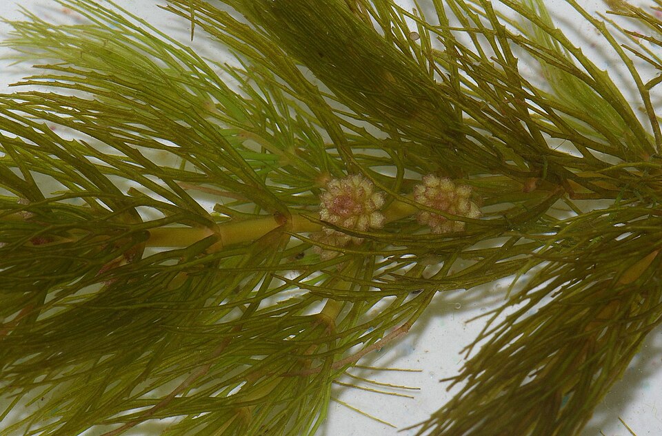 Ceratophyllum demersum (coontail) (alternate view 6)
