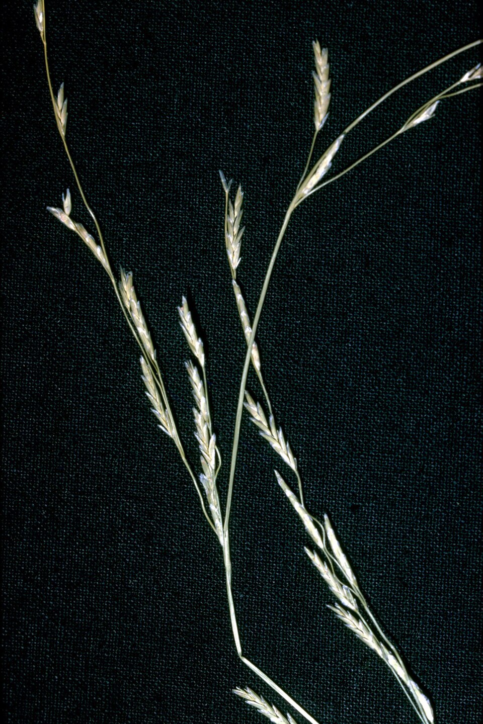 Glyceria borealis (northern mannagrass)