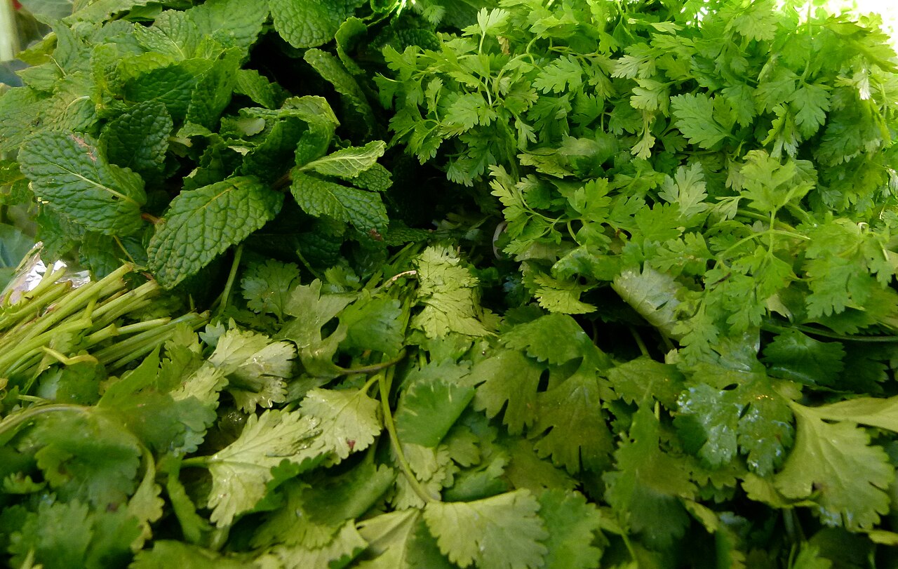 Petroselinum crispum, Parsley — clumping semi-evergreen (Apiaceae) (image 2 of 7)