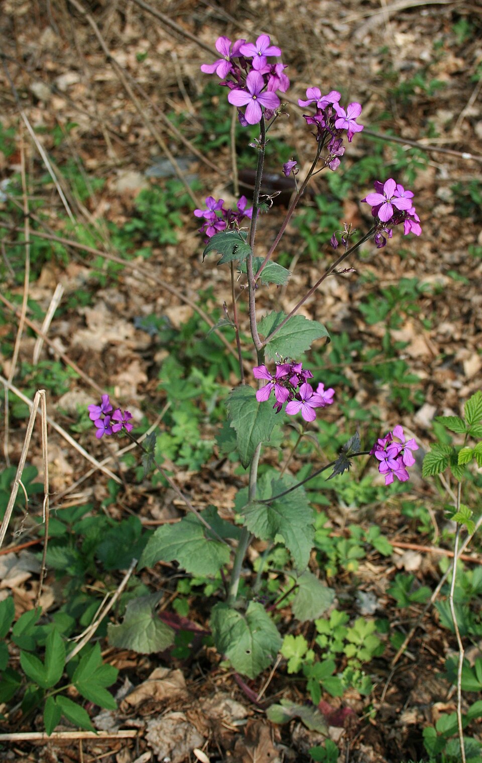 Lunaria annua (moneyplant) (alternate view 6)