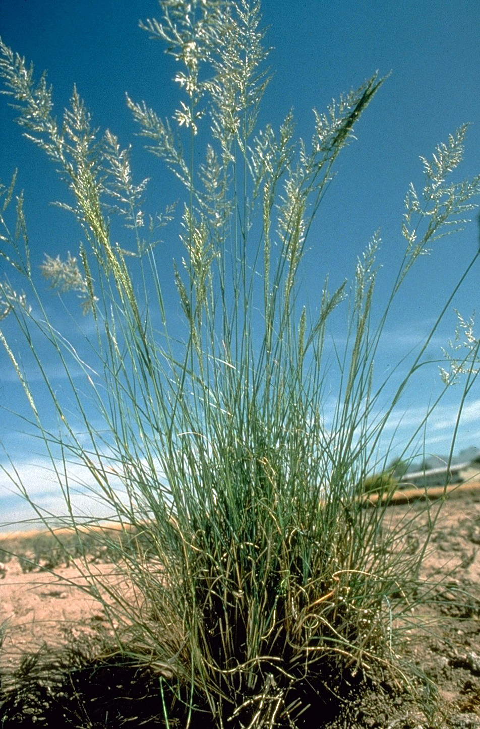Eragrostis curvula (African love grass)
