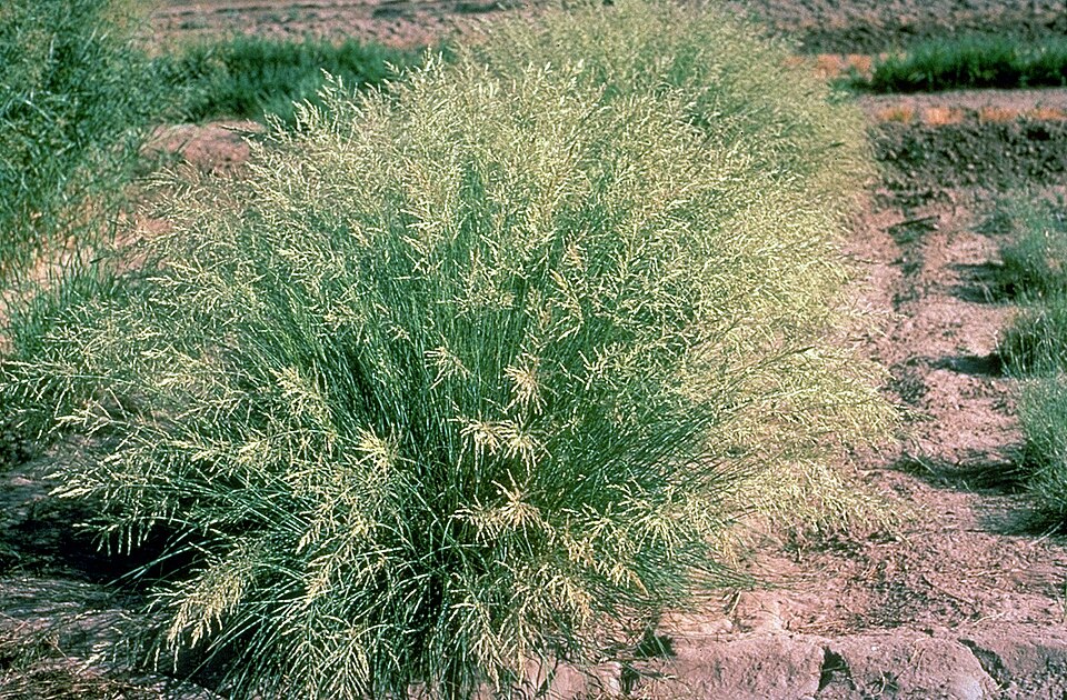 Eragrostis curvula (African love grass) (alternate view 2)
