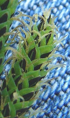 Carex nigra (smooth black sedge)