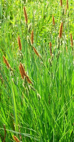 Carex nigra (smooth black sedge)
