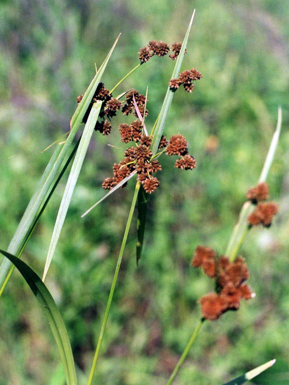Scirpus atrovirens (dark green bulrush) (alternate view 6)