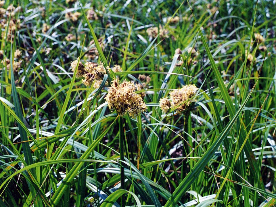 Scirpus atrovirens (dark green bulrush) (alternate view 7)