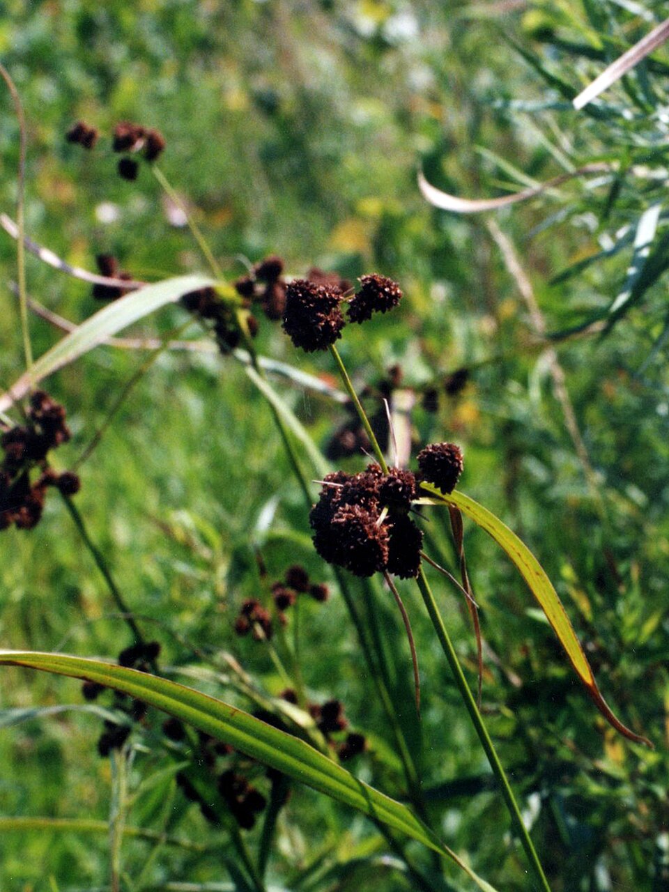 Scirpus atrovirens (dark green bulrush) (alternate view 8)