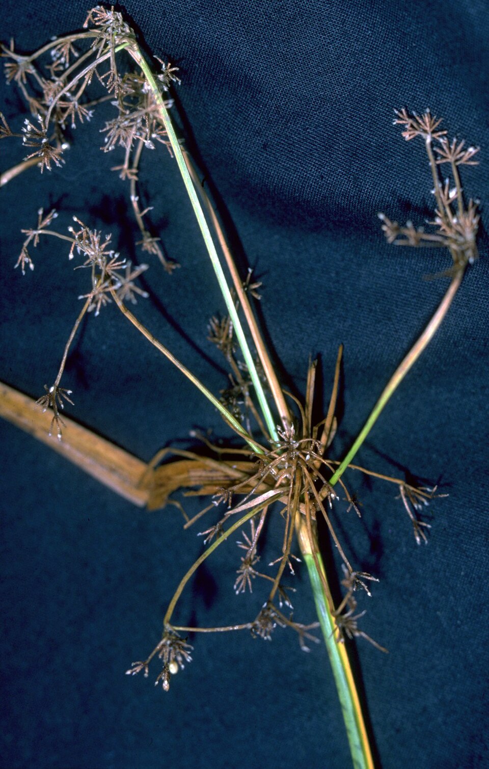 Scirpus microcarpus (small-fruited bulrush) (alternate view 7)