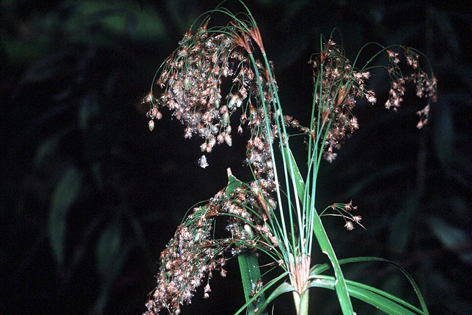 Scirpus cyperinus (Woolgrass) (alternate view 7)