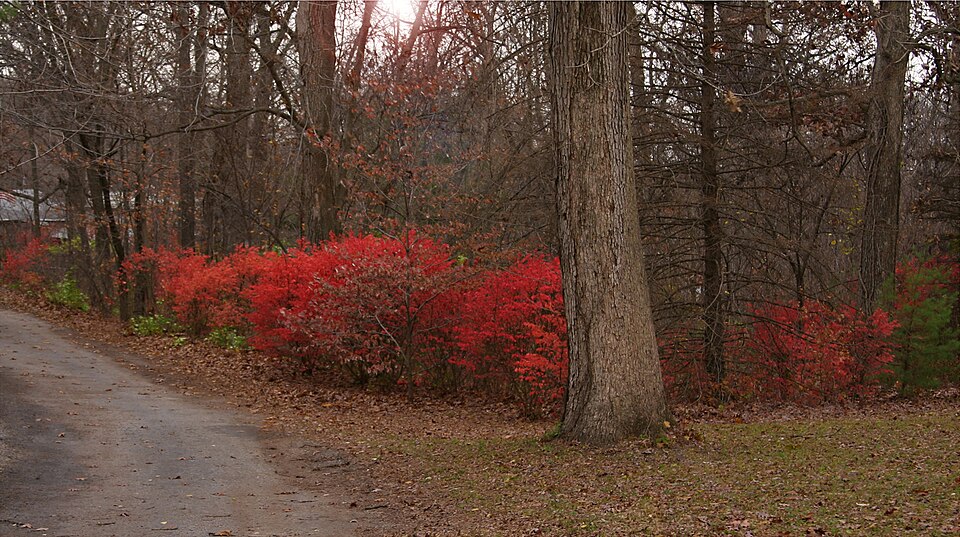 Euonymus americanus (strawberry bush)