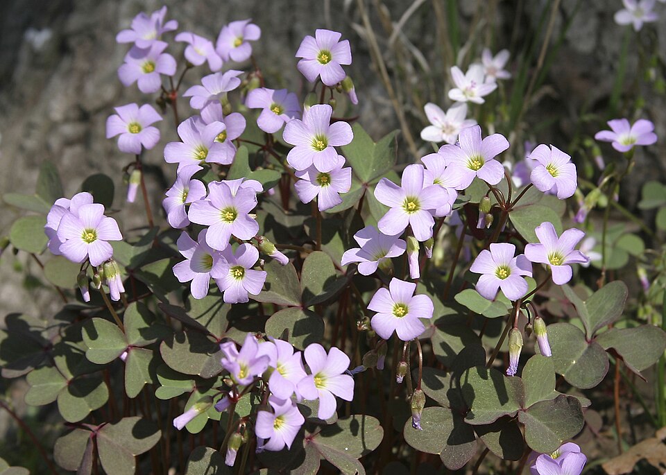 Oxalis violacea (violet woodsorrel)