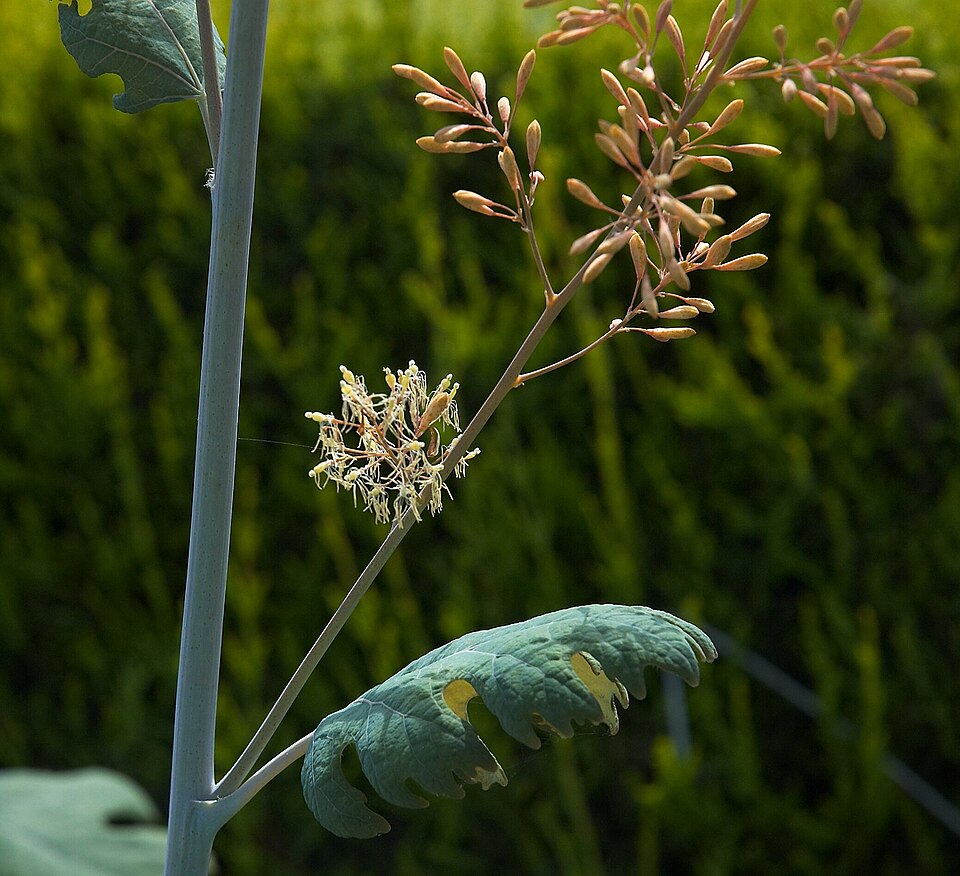 Macleaya cordata (plume poppy) (alternate view 9)