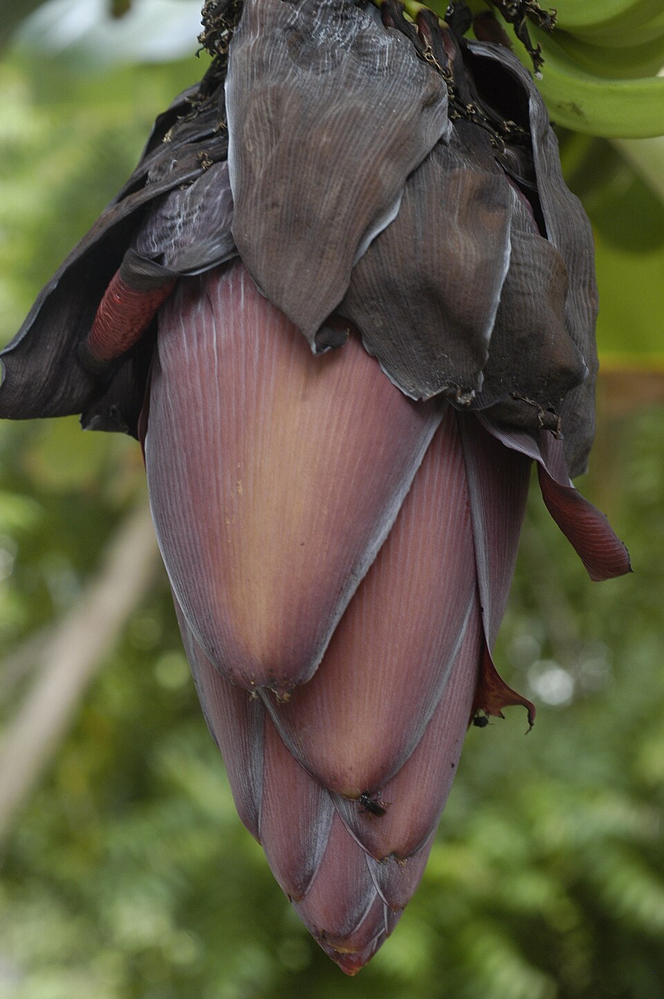 Musa × paradisiaca (Plantain) (alternate view 9)
