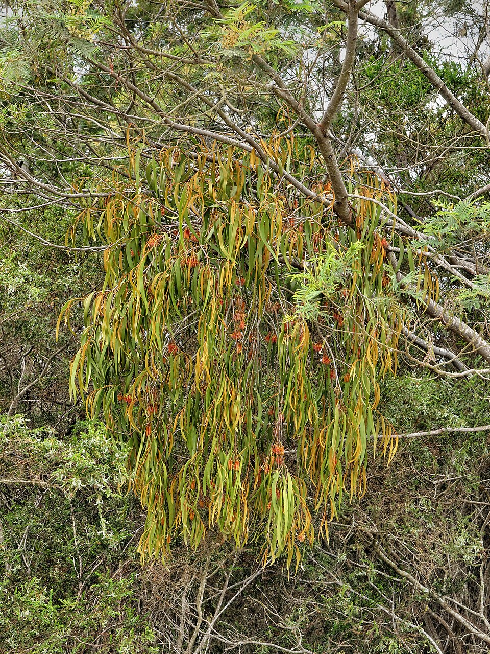 Amyema pendula (drooping mistletoe) (alternate view 8)
