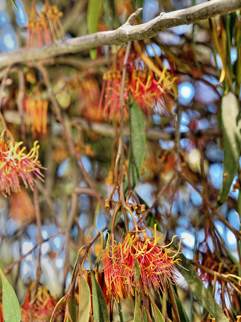 Amyema pendula (drooping mistletoe) (alternate view 9)