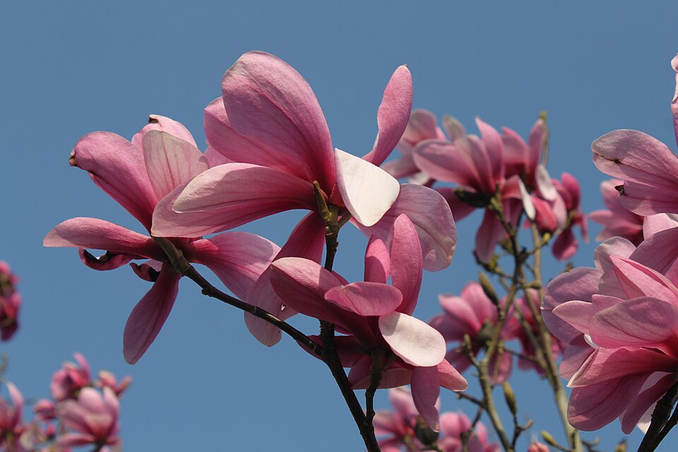 Magnolia 'Galaxy' (Galaxy Magnolia) (alternate view 2)