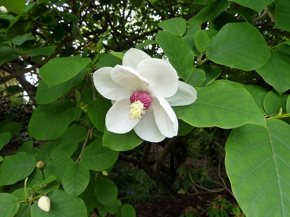 Magnolia sieboldii (Oyama magnolia) (alternate view 7)