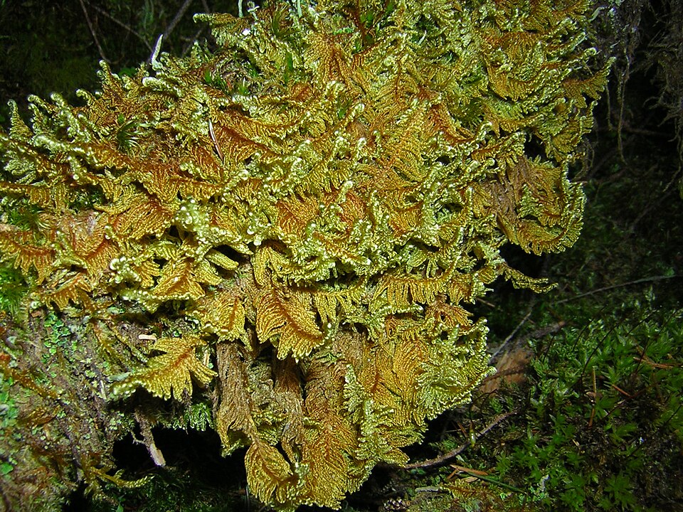 Ctenidium molluscum (Comb-moss)