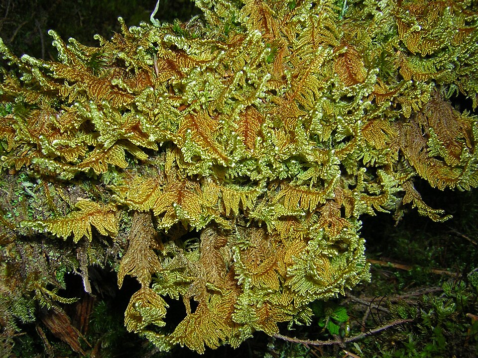 Ctenidium molluscum (Comb-moss)