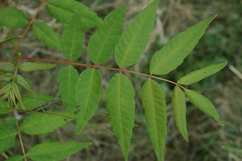 Toona sinensis, Chinese toon — upright deciduous (Meliaceae) (image 2 of 10)