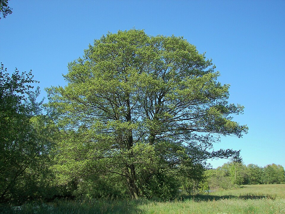Alnus glutinosa (common alder)
