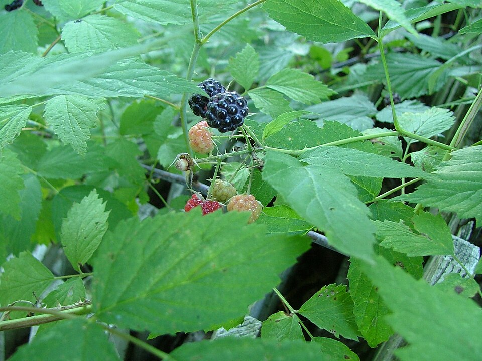 Rubus occidentalis (black raspberry)