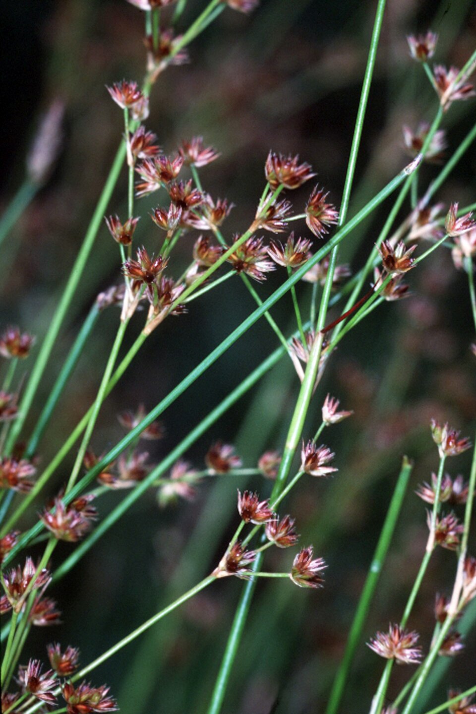 Juncus acuminatus (Knotty-leaf Rush) (alternate view 9)