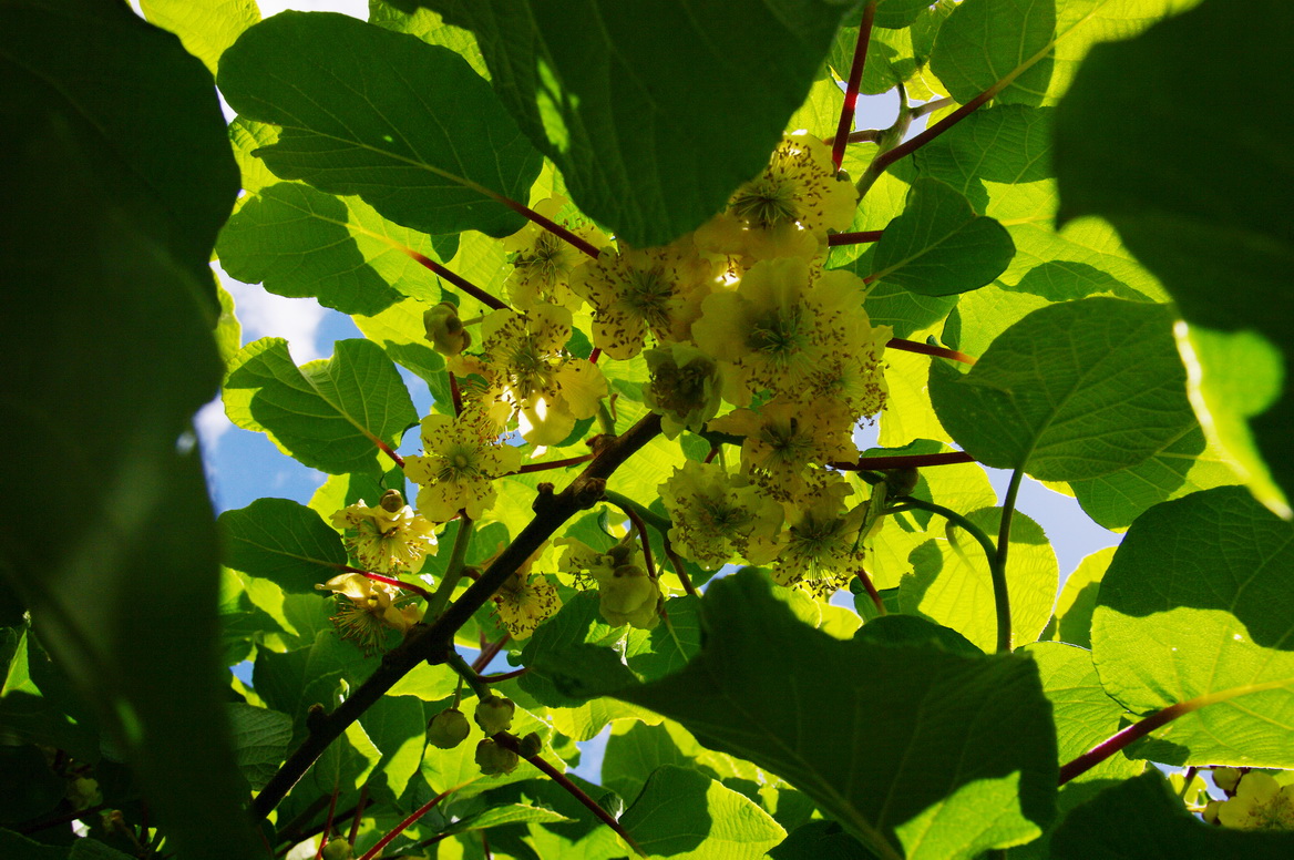 Actinidia chinensis, Kiwifruit — vining deciduous (Actinidiaceae) (image 5 of 9)