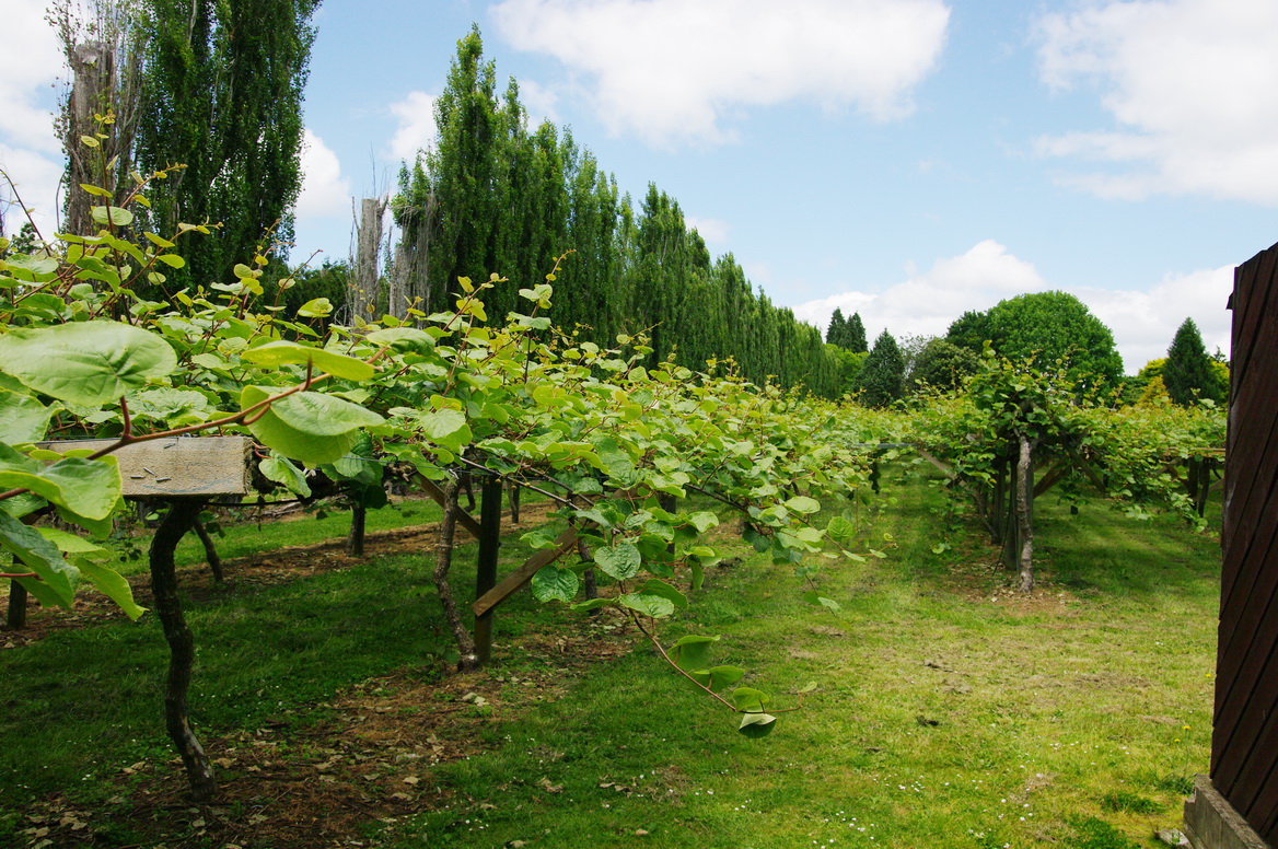 Actinidia chinensis, Kiwifruit — vining deciduous (Actinidiaceae) (image 6 of 9)