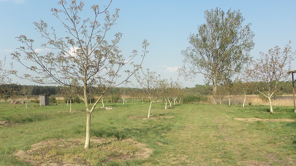 Juglans regia (English walnut) (alternate view 6)