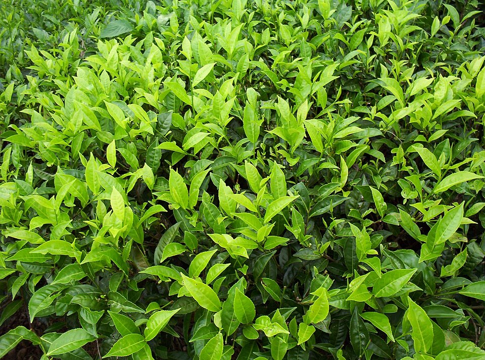 Camellia sinensis (Tea Plant) (alternate view 7)
