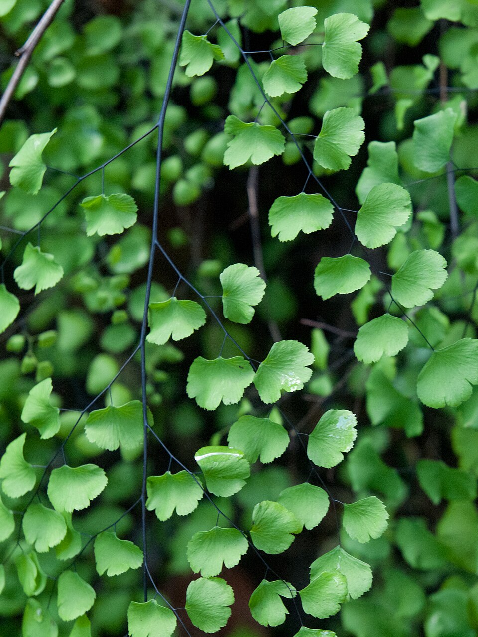 Adiantum jordanii (California Maidenhair Fern) (alternate view 7)