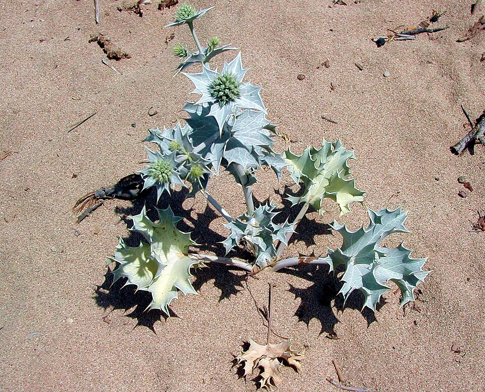 Eryngium maritimum (Sea Holly)
