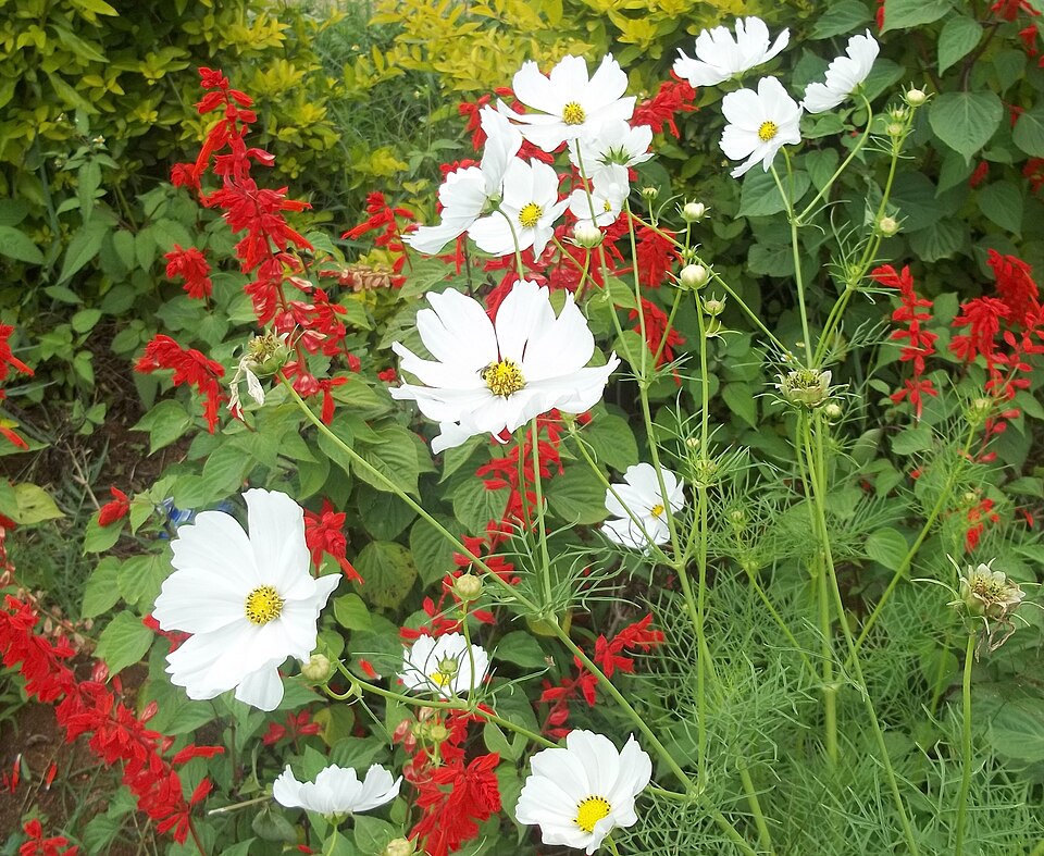 Cosmos bipinnatus (cosmos) (alternate view 11)