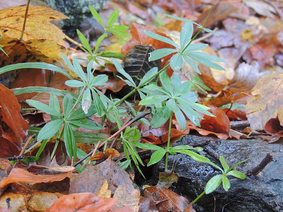 Galium odoratum (sweet woodruff) (alternate view 10)