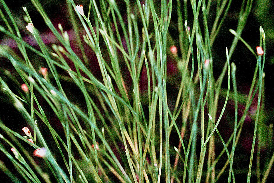 Hypericum gentianoides (pineweed) (alternate view 3)