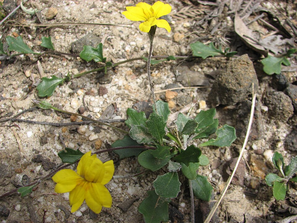 Goodenia lanata (trailing Goodenia) (alternate view 6)