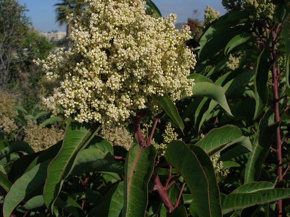 Malosma laurina (laurel sumac)