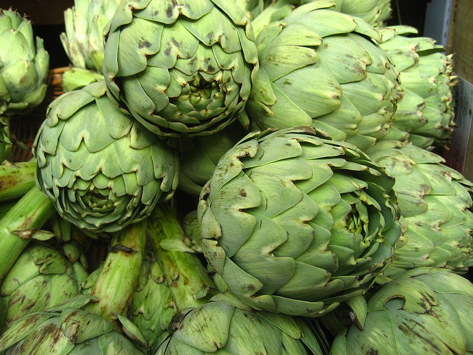 Cynara cardunculus (artichoke, cardoon) (alternate view 10)