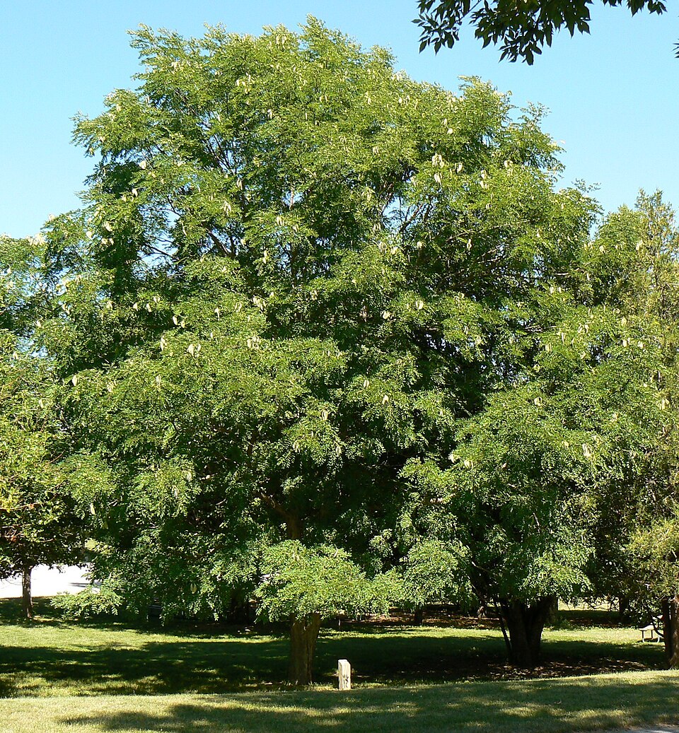 Gymnocladus dioicus (Kentucky coffee tree) (alternate view 4)