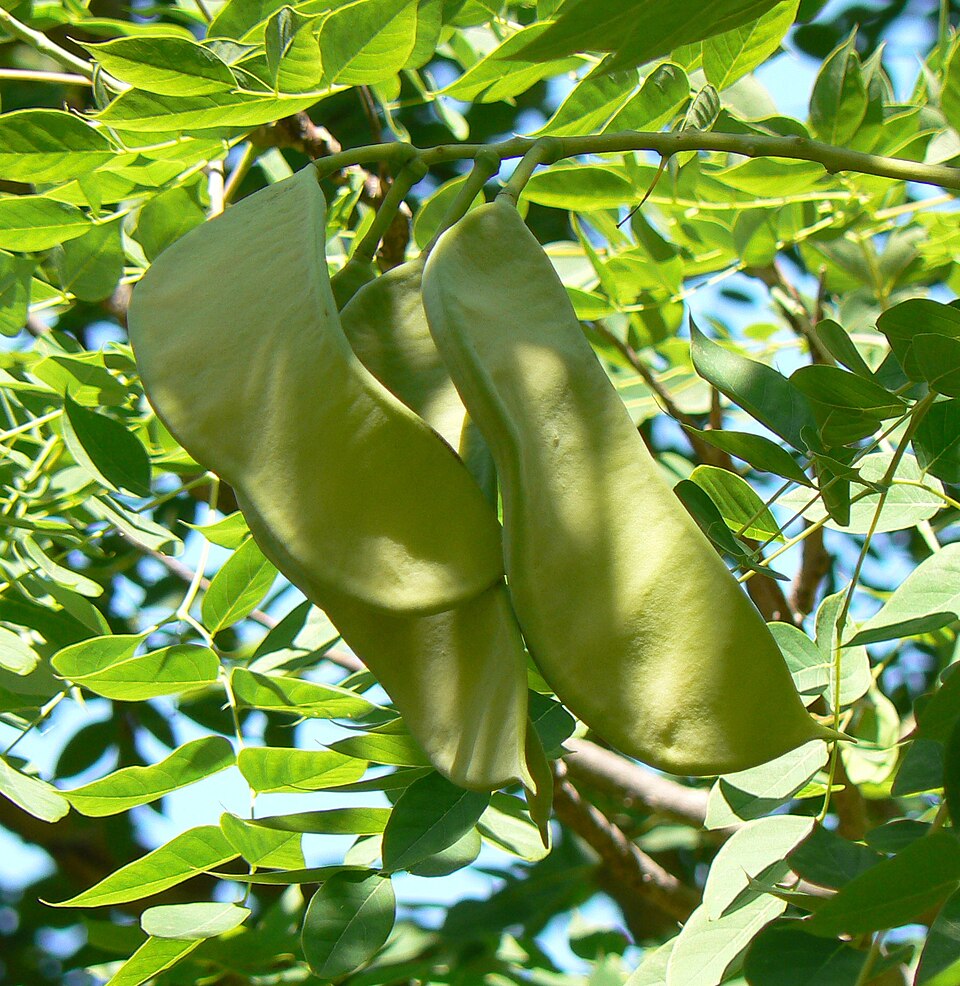 Gymnocladus dioicus (Kentucky coffee tree) (alternate view 5)