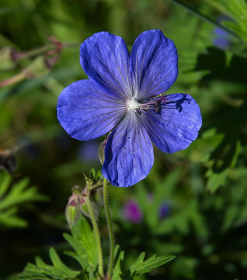 Geranium 'Johnson's Blue' (Johnson's Blue Geranium) (alternate view 2)
