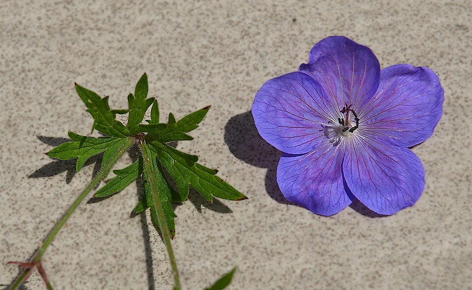 Geranium 'Johnson's Blue' (Johnson's Blue Geranium) (alternate view 3)