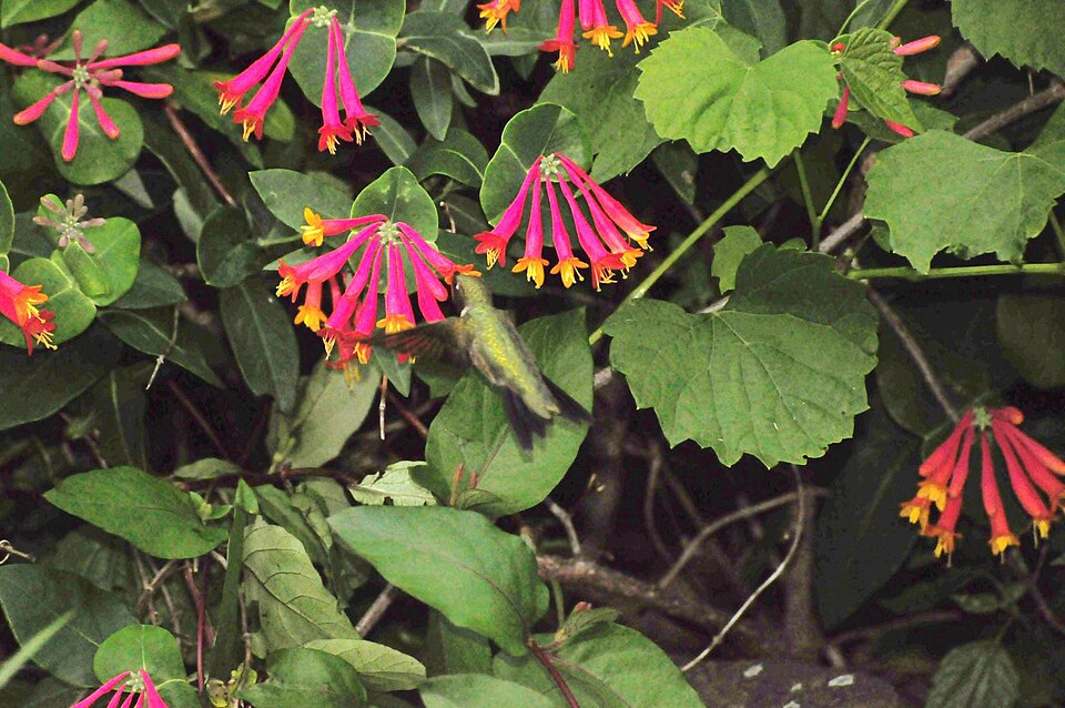 Lonicera sempervirens (Coral Honeysuckle) (alternate view 10)