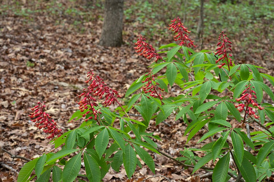 Aesculus pavia (Red Buckeye)