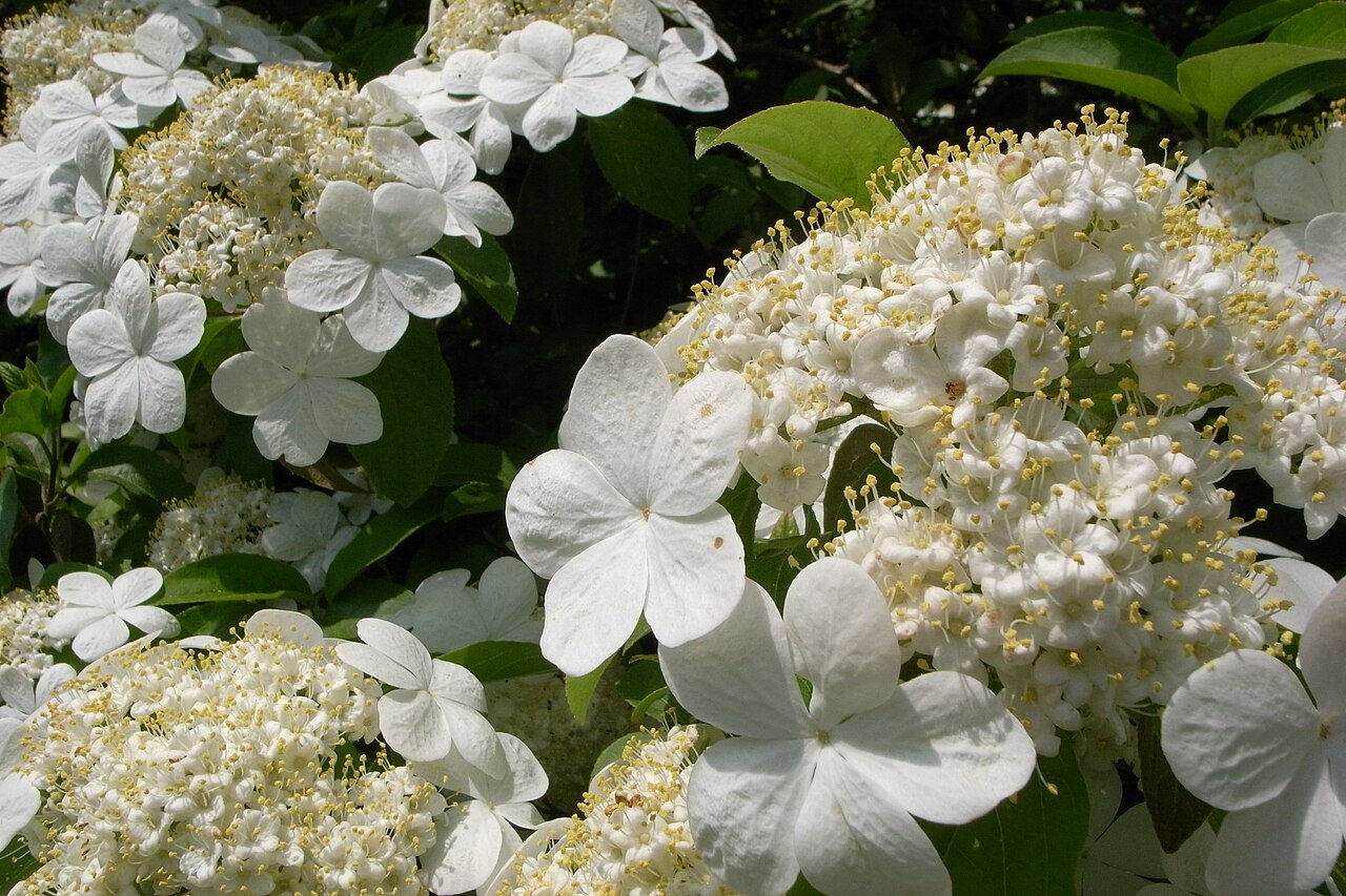 Viburnum macrocephalum, Chinese snowball viburnum — mounding semi-evergreen (Adoxaceae) (image 2 of 9)