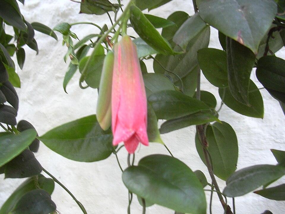 Lapageria rosea (alternate view 6)